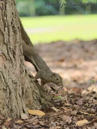 Zwartneusklappereekhoorn [Callosciurus notatus]